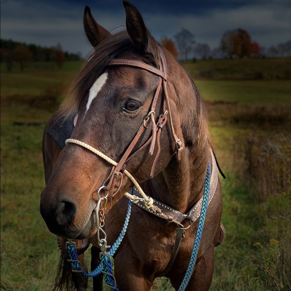 ISO western horse tack. Horse supplies etc